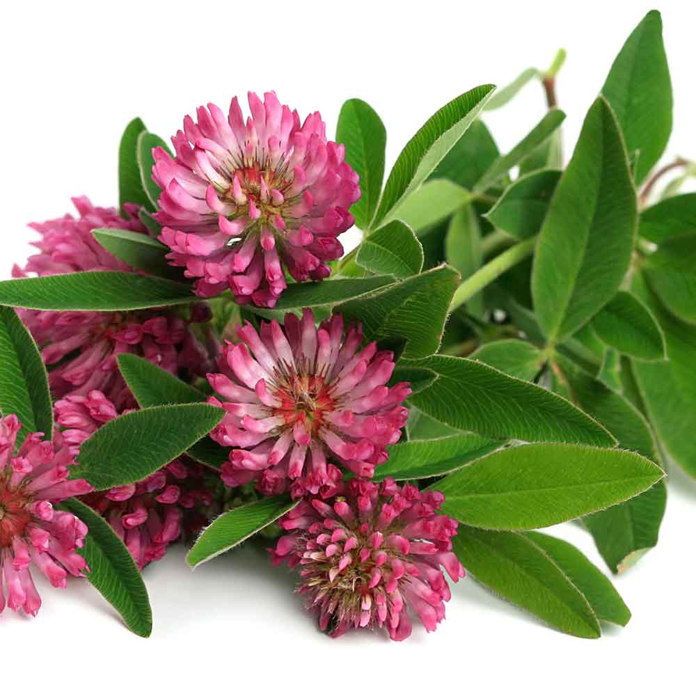 Red Clover