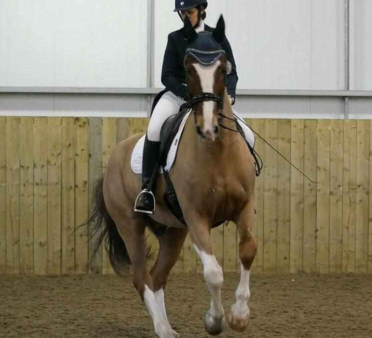 Arnie the Unconventional Dressage Horse is already out & about and ACTIVE!