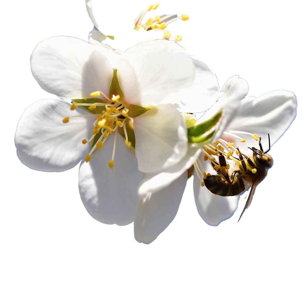 Manuka Flower and Bee