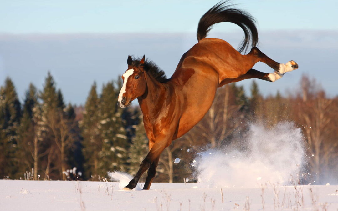 JOINT PROBLEMS IN HORSES & HORSE SUPPLEMENTS