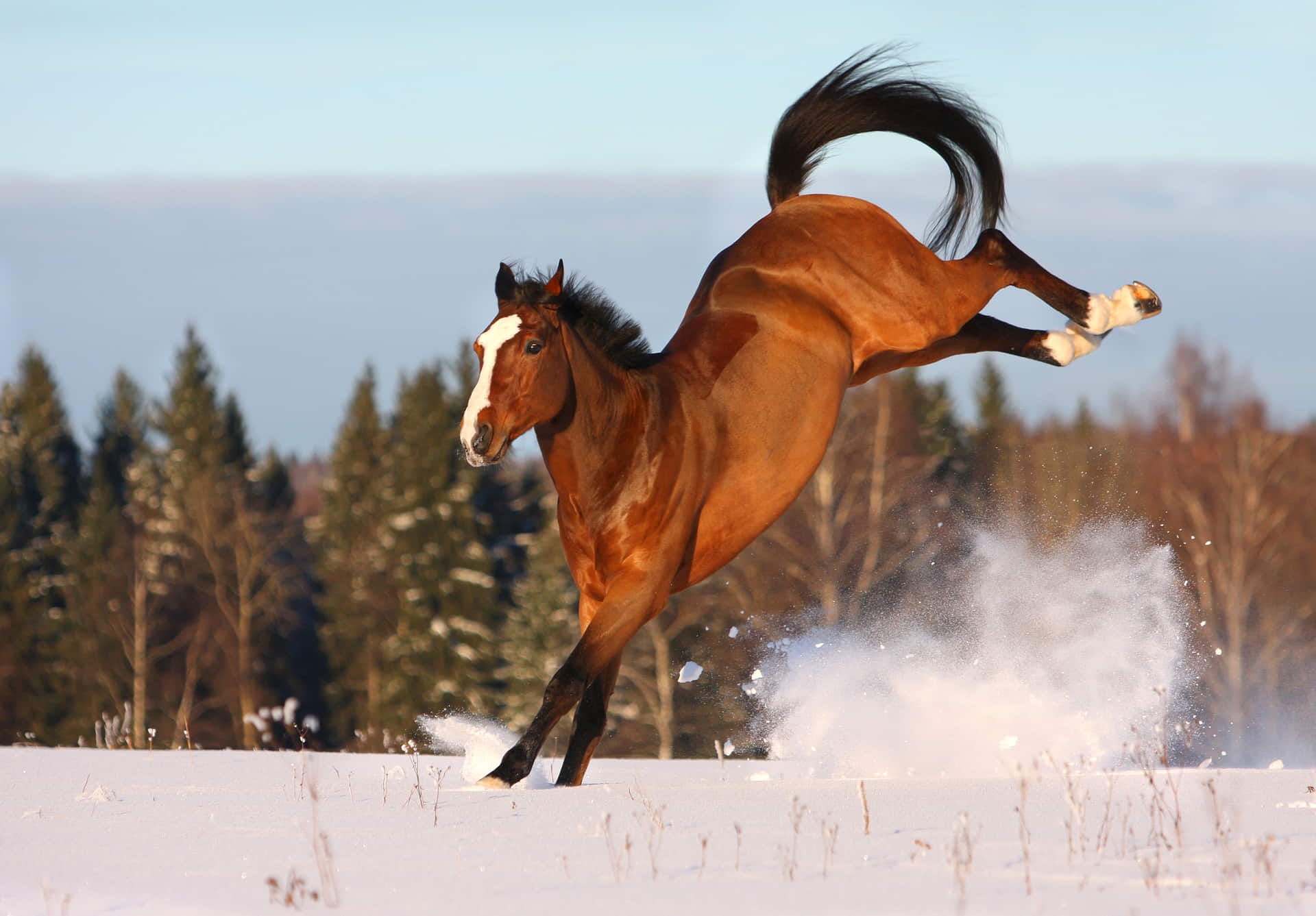 Horse supplements, Joint mobility horse feed supplements for horses, Activgait for horse and dog.