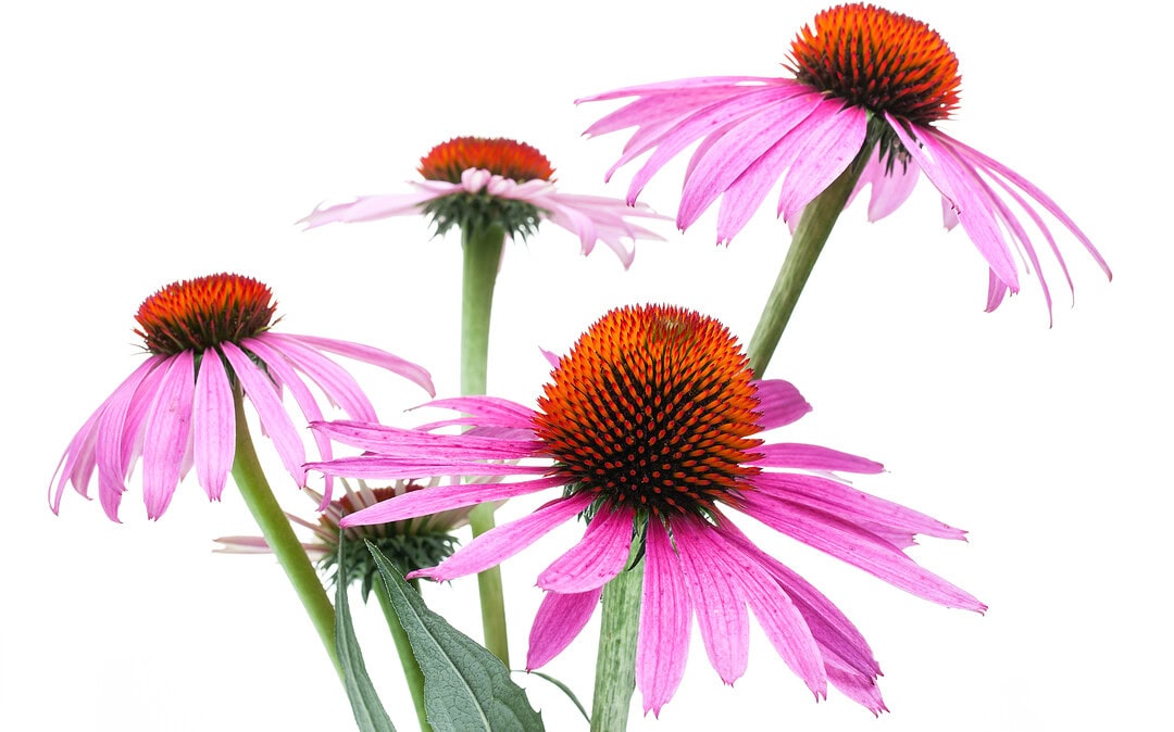 Echinacea For Horses