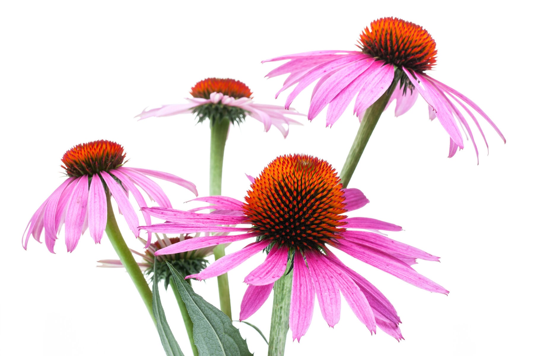Echinacea for horses, a supplement for immune and respiratory support, buy direct online at Pro-Equine