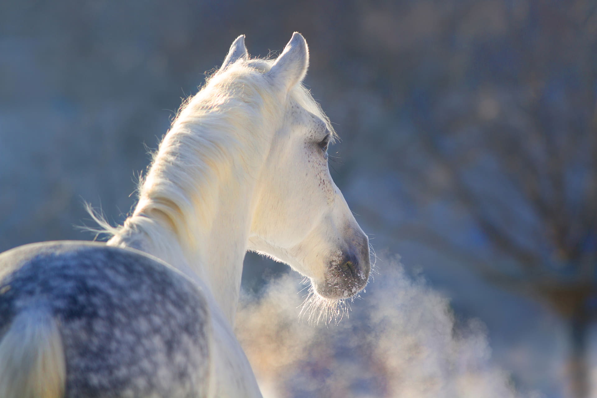 Horse cough symptoms and treatments at Pro-Equine