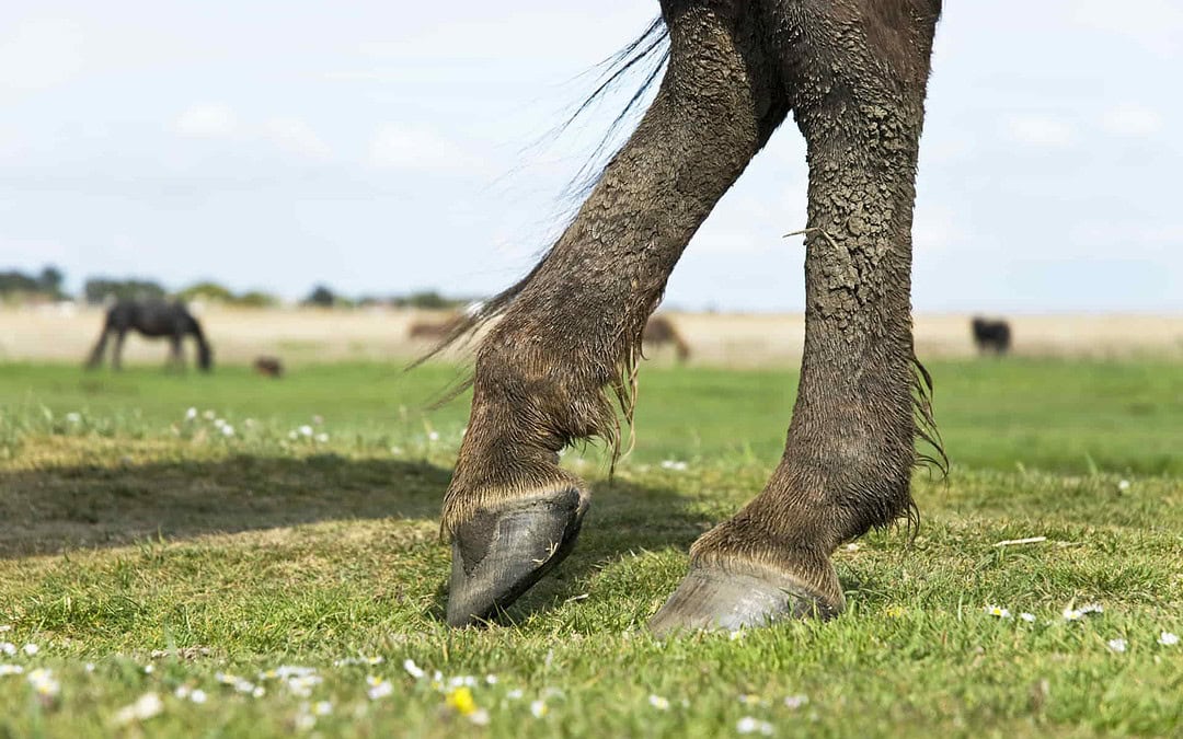 MUD PASTERN AND FETLOCK PROBLEMS