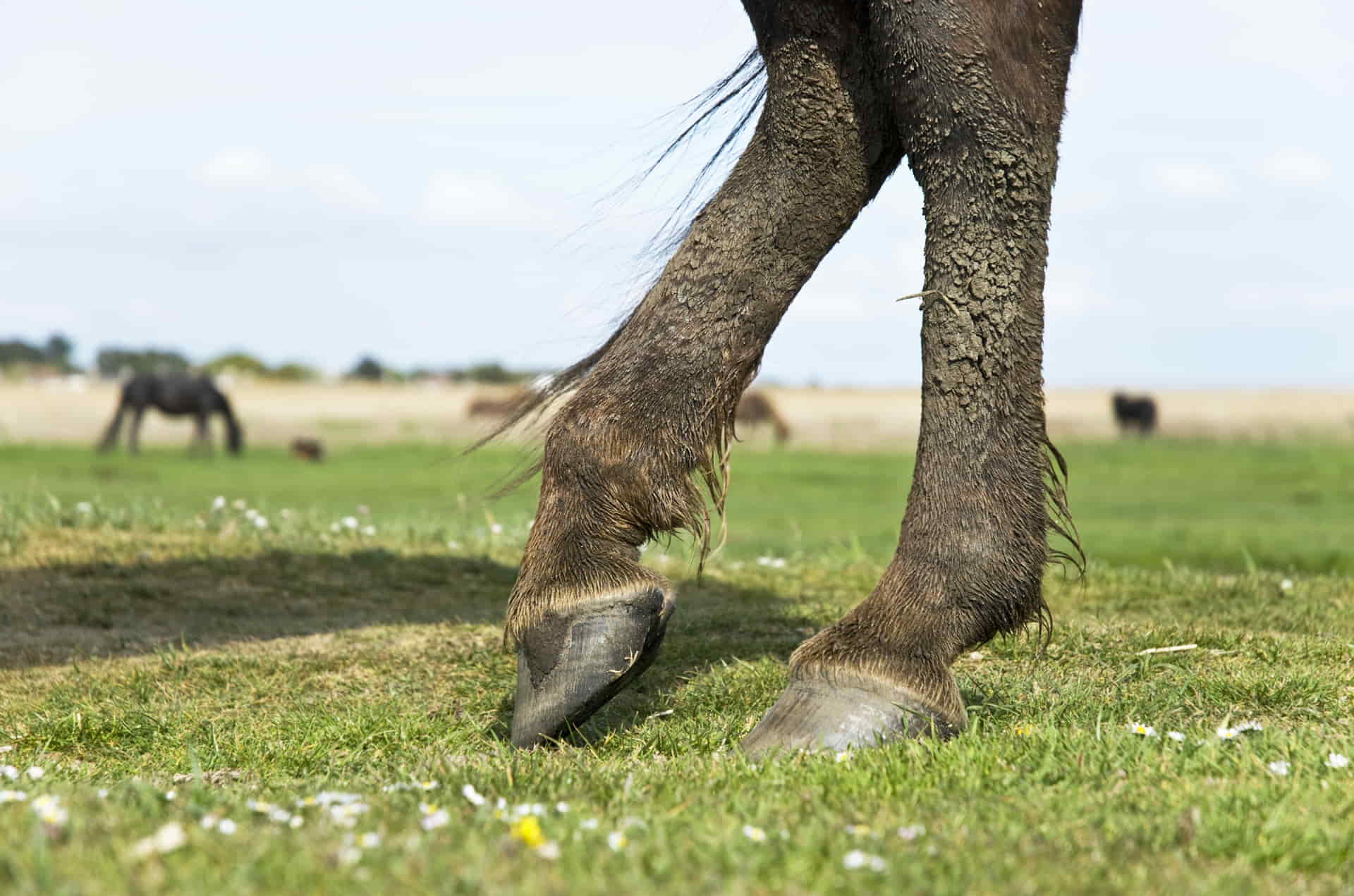 Muddy legs Mud leg problems with horses neem natural treatment for mud fever in horses