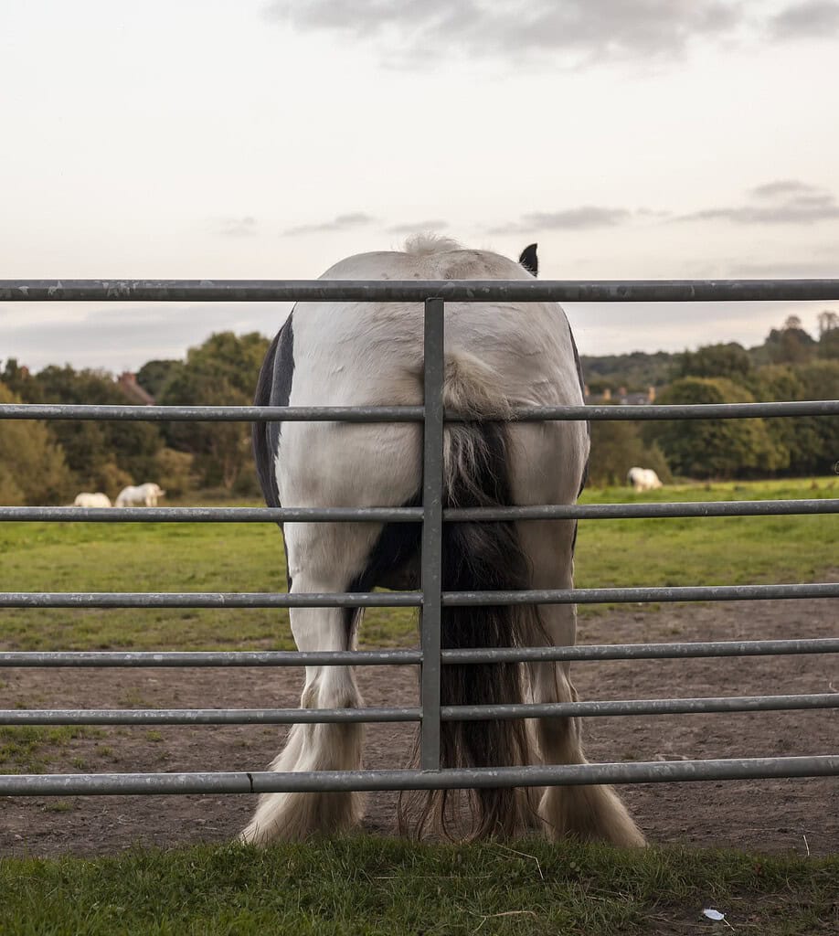 Sweet itch sweetitch itchy pony horse rubbing mane tail