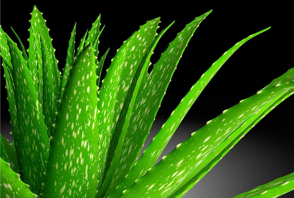 Aloe Vera For Horses