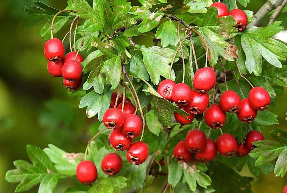 Hawthorn For Horses