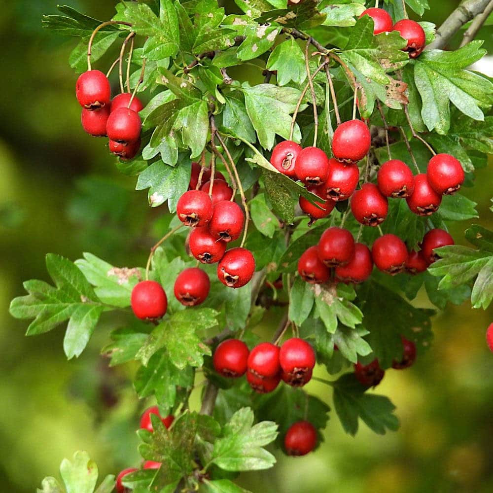 Hawthorn berries for horses