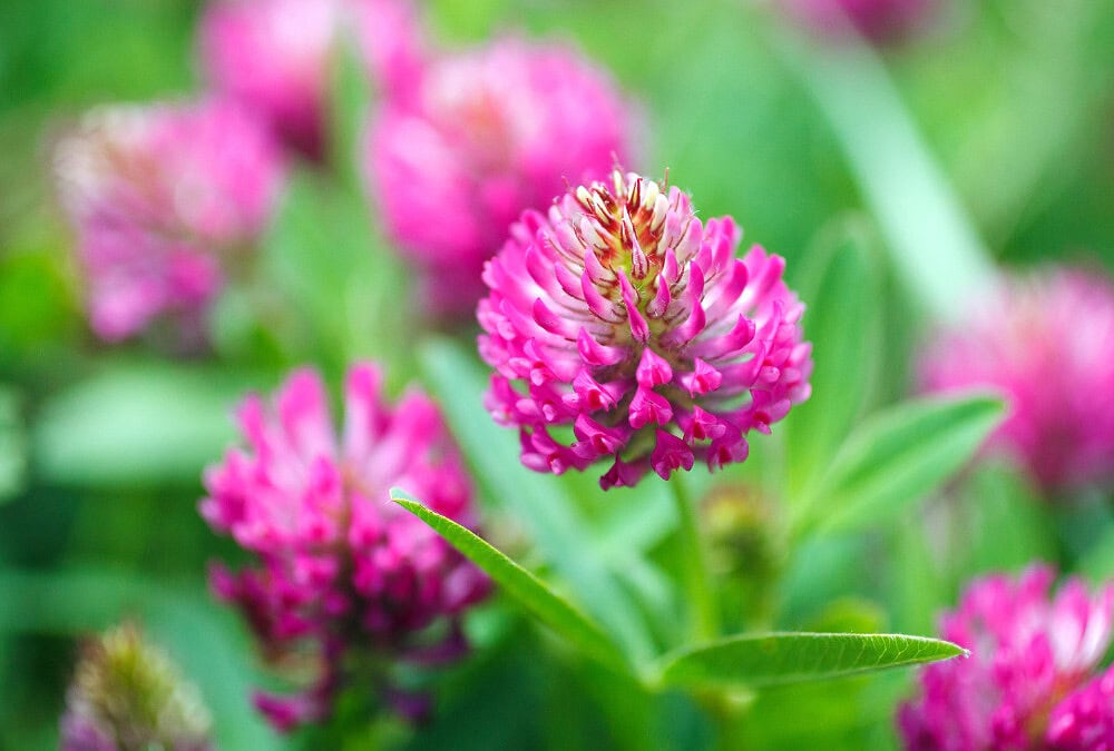 Red Clover For Horses