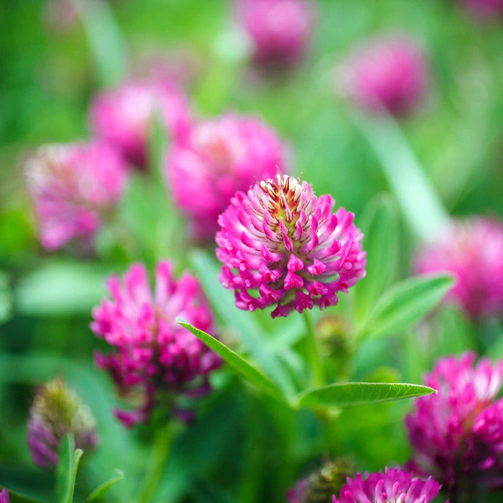 Red clover for horses