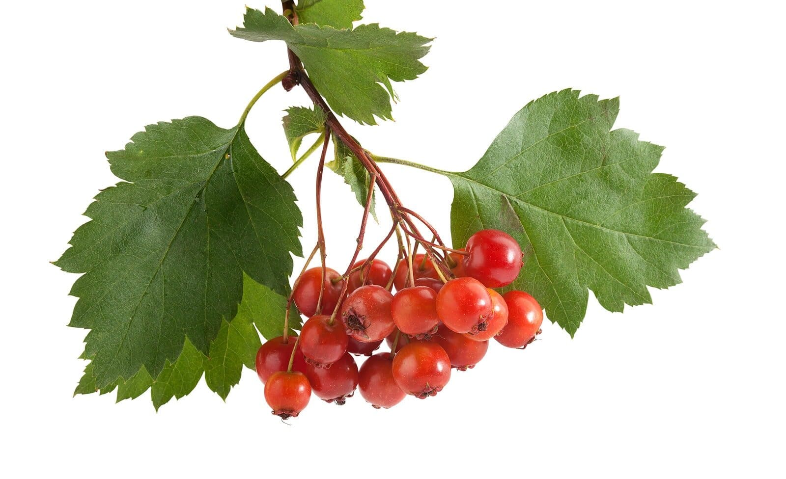 Plump ripe hawthorn berries on a branch picked for hawthorn for horses