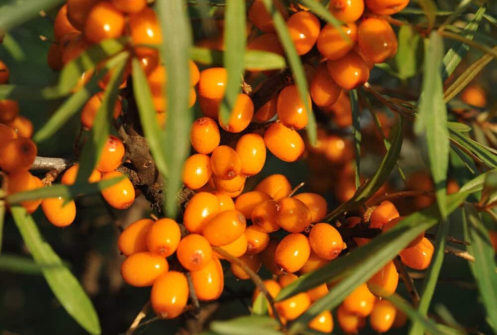 Sea Buckthorn For Horses