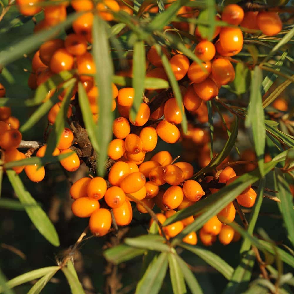 Sea buckthorn for horses berries herbal remedies natural superfood rich in antioxidants vitamins