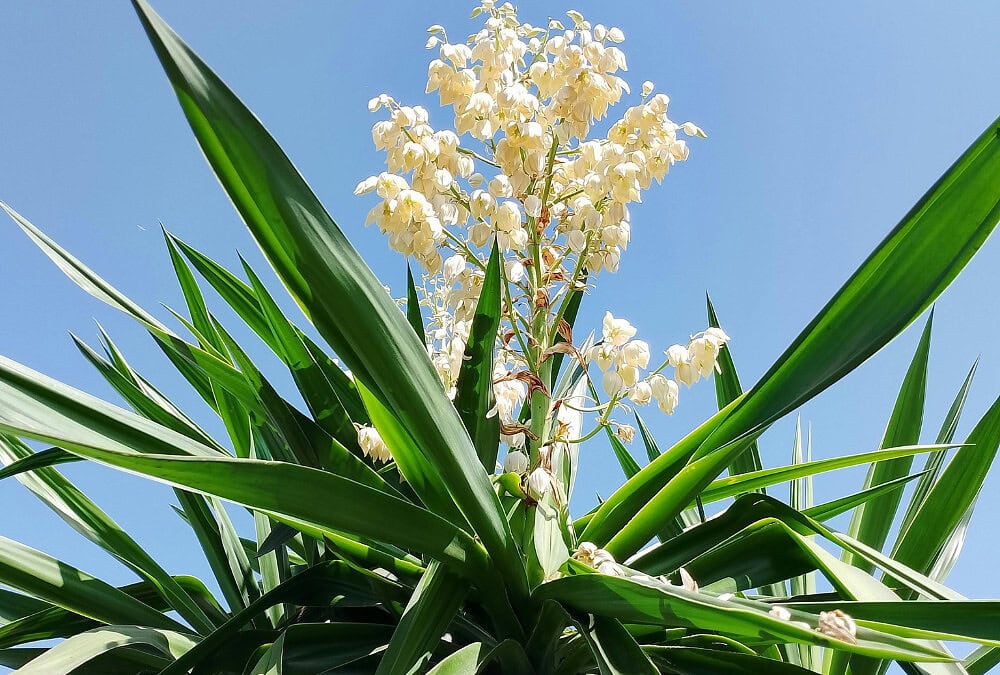 Yucca For Horses