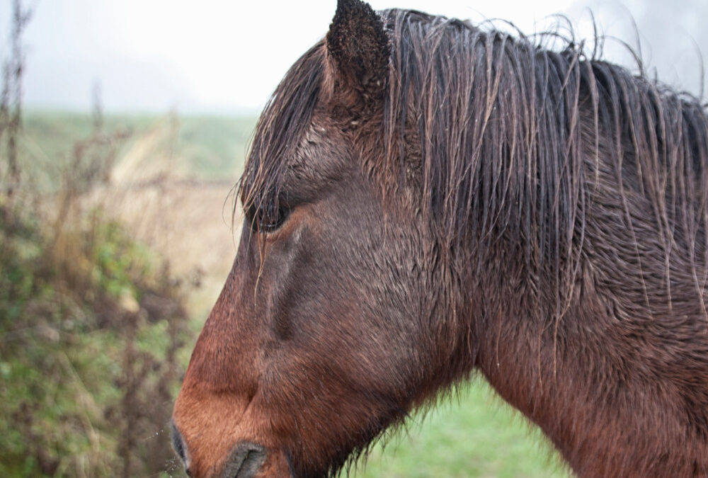 From Downpours to Disrupted Schedules: Simple Ways to Prevent Colic In Horses