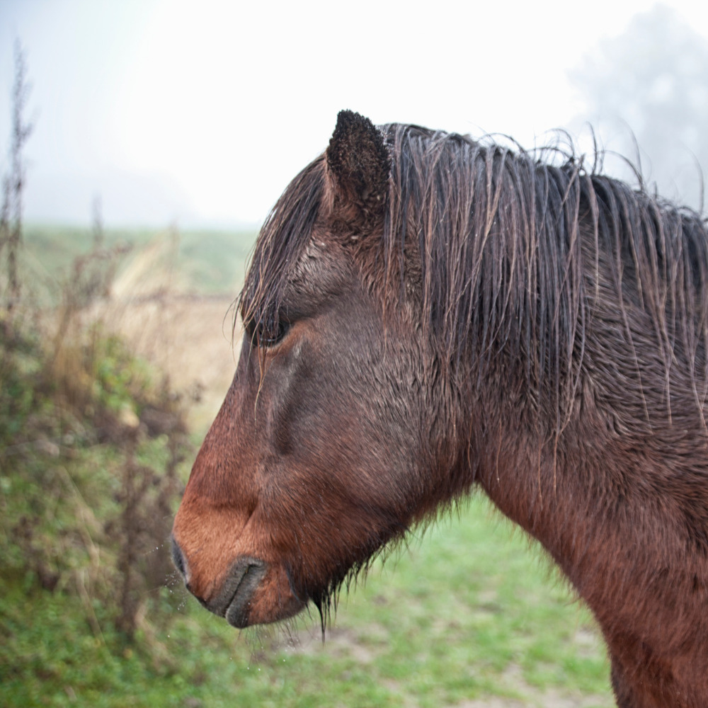 Brown pony on a wet day colic in horses blog pro-equine blog for wet weather and horse with colic